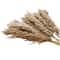 Dried Plant Pampas Natural Foliage with Long Stems